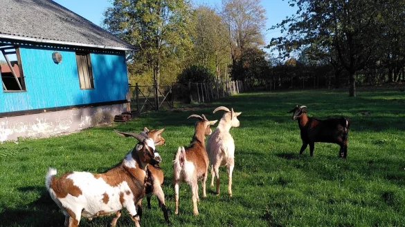 Endlich nicht mehr allein: Eher misstrauisch be&auml;ugen ihre Artgenossen die Ziege, der ihre Gasteltern Ida und Josef Bussen den Namen Mecki verpasst hatten. Die Eingew&ouml;hnung dauert halt ein wenig. - &copy; Marianne Schwarzer