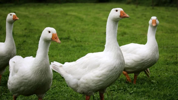 Hausgefl&uuml;gel darf zurzeit nicht mit Wildv&ouml;geln in Kontakt kommen. - &copy; Symbolbild Pixabay