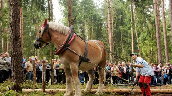 Die besonderen Pferde (Symbolbild von einem Pferde-Wettbewerb in Thüringen) sollen auch als Arbeitstiere eingesetzt werden - das gibt's so nirgends in Deutschland. - © usage worldwide