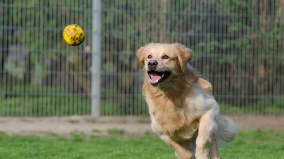 Wer einen Hund adoptieren m&ouml;chte, sollte sich vorbereiten. - &copy; Symbolbild: Pixabay/825545