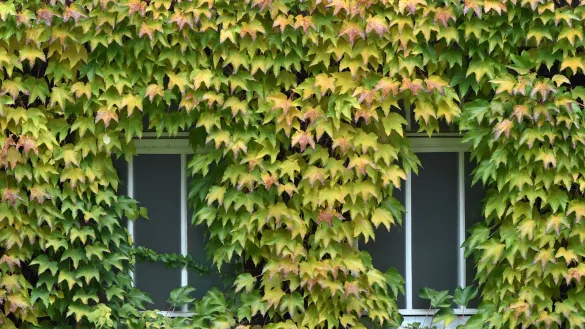 Nachhaltiges Bauen ist nur einer von vielen Aspekten, mit denen sich die Detmolder Nachhaltigkeitsstrategie befasst. - &copy; picture alliance/dpa