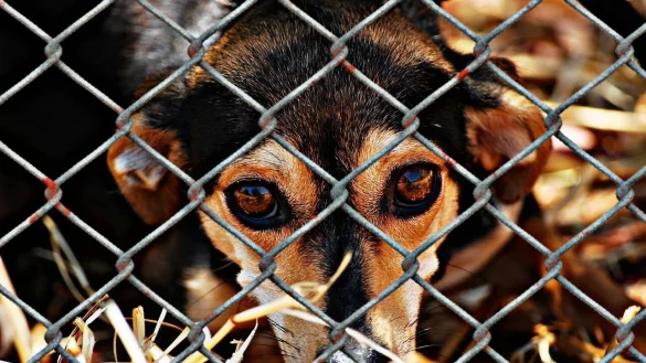 Die Tierheime sind am Limit. Zu viele Tiere werden dort inzwischen abgegeben - nicht alle k&ouml;nnen vermittelt werden. - &copy; Symbolbild: Pixabay/Alexas_Fotos