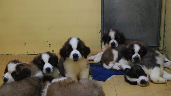 Geschmuggelte Hundewelpen sitzen im Tierheim. Die kleinen Hundewelpen wurden verbotenerweise nach Deutschland gebracht. - © dpa
