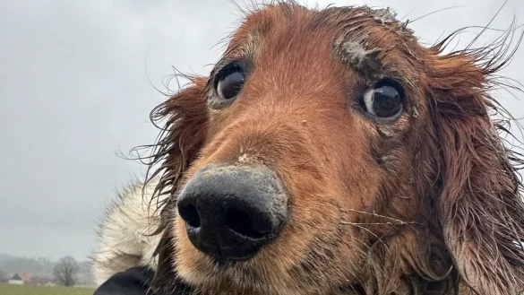 Dackel "Dasty" ist gerettet - einen Tag vor seinem zehnten Geburtstag. - &copy; Feuerwehr Horn-Bad Meinberg