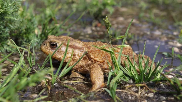 Kr&ouml;ten, Fr&ouml;sche, Salamander und Molche gehen jetzt auf Wanderschaft. Daf&uuml;r werden Fangz&auml;une aufgestelt und Stra&szlig;en gesperrt. - &copy; Symbolfoto: Pixabay