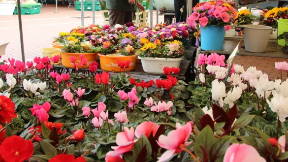 CDU und FDP m&ouml;chten erreichen, dass es mehr informationen &uuml;ber den Lagenser Wochenmarkt auf der st&auml;dtischen Internetseite gibt. - &copy; Wolfgang Becker/Archivfoto