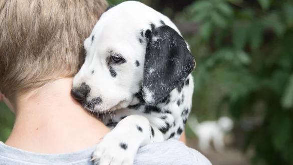 Puppy-Yoga ist ein wachsender Trend, doch ist er auch gut f&uuml;r die Tiere? - &copy; Florian Schuh