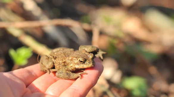 Auch Erdkr&ouml;ten sind aufgrund der milden und feuchten Witterung bereits unterwegs zu ihren Laichgew&auml;ssern. - &copy; BUND Lage