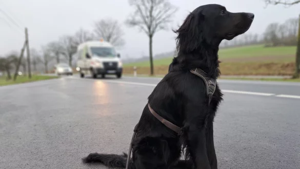 Immer wieder werden Igel, Marder und Co. von Autos erfasst, auch Hund und Katze sind Opfer von Verkehrsunf&auml;llen. Dieser hier allerdings wartet artig angeleint am Stra&szlig;enrand. - &copy; Carolin Brokmann-F&ouml;rster