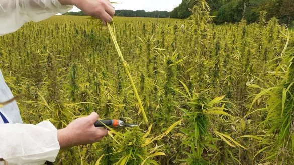 Ein Kontrolleur der Bundesanstalt für Landwirtschafts nimmt auf einem Acker eine Probe. Die Blüten der Hanf-Sorte Finola werden auf ihren Gehalt an THC untersucht. Dafür gibt es ab 2023 neue Grenzwerte. - © Jobst Lüdeking