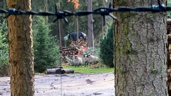Dieses Handyfoto zeigt die verirrten Schafe im Garten. - &copy; Polizei
