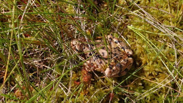 Auf der Roten Liste: Ein Moorfrosch im Sonnentau, entdeckt im Gro&szlig;en Torfmoor bei L&uuml;bbecke. Auch der Sonnentau ist eine Rarit&auml;t. - &copy; BUND Lemgo