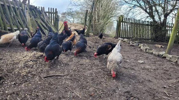 Der Hahn passt auf, die Hennen picken. Die Schar hat viele Bewegungsm&ouml;glichkeiten, hinten rechts geht's auf die gr&uuml;ne Wiese, links verlockt ein Misthaufen zum Scharren. Das Buschwerk und B&auml;ume sind ebenfalls wichtig - falls der Habicht in der Luft kreist, k&ouml;nnen sich die H&uuml;hner verstecken. - &copy; Astrid Sewing