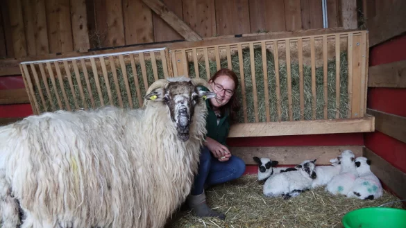 Aue Elenor hat f&uuml;nf B&ouml;ckchen bekommen. Das Mutterschaf aus der Herde Wallachenschafe von Marlen M&uuml;ller hat nach der Anstrengung doch ganz sch&ouml;n Gewicht verloren und bekommt auch gerne mal ein paar R&uuml;ben extra. Eine Scheibe kaut sie gerade. - &copy; Birgit Guhlke