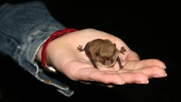 Eine Fledermaus sitzt im Anschluss einer Vermessung auf der Hand eines Menschen. - © Detlev Pankatz