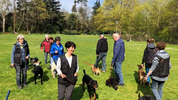 Vier- und Zweibeiner laufen auf der gro&szlig;en Liegewiese des ehemaligen Freibads Sch&ouml;tmar quer durcheinander. Die Hunde beiben dabei ruhig - ein Zeichen f&uuml;r erfolgreiches Training. - &copy; Thomas Reineke