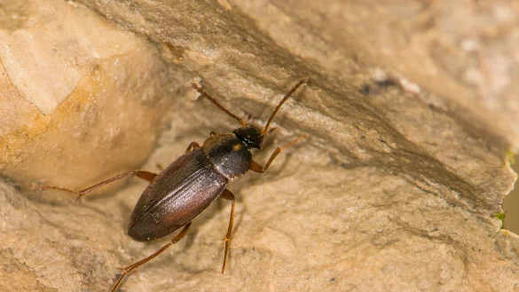 Der Fledermaush&ouml;hlenk&auml;fer lebt schon seit der Eiszeit in den H&ouml;hlen des Eggegebirges. Und wohl nur hier. - &copy; Dr. G&uuml;nter Bockwinkel