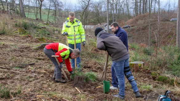 Mitglieder des Sch&uuml;tzenvereins B&ouml;singfeld pflanzen gemeinsam mit Revierf&ouml;rster Thomas Fritzemeier (links) junge Setzlinge in der N&auml;he ihres Vereinsheims. - &copy; Landesverband Lippe