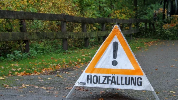 Am Büchenberg wurden Bäume gefällt. Der Landesverband soll die Waldwege wieder herrichten, fordern jetzt Bürger. Aber wie sieht das der Landesverband? - © Landesverband Lippe