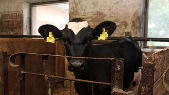 Feuerwehrleute haben in Blomberg-Cappel ein Kälbchen gerettet, das sich zwischen Eisenstangen verfangen hatte. - © Symbolfoto: Nadine Uphoff