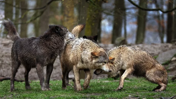 Auch in OWL werden h&auml;ufiger W&ouml;lfe gesichtet. - &copy; dpa
