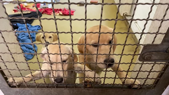 Die sichergestellten Junghunde sind bei ihrer Ankunft verwurmt, voller Milben und traumatisiert. - &copy; Tierheim Bielefeld