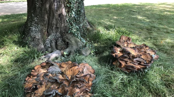 Eine der beiden Buchen im Kurpark ist von solchen Pilzk&ouml;rpern befallen und muss nun gef&auml;llt werden. - &copy; Stadt Bad Salzuflen