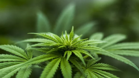 Eine Marihuana-Plantage soll in Lage betrieben worden sein. - &copy; Symbolbild: Pixabay