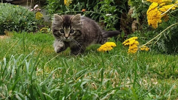 Kater Kalle bei einem seiner ersten Ausfl&uuml;ge im Garten. - &copy; Helen und Mailin Zylstra