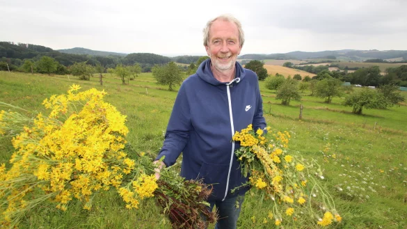Bernd M&uuml;hlenmeier zeigt das Jakobskreuzkraut (links) und Pflanzen, die leicht damit verwechselt werden. - &copy; Jens Rademacher