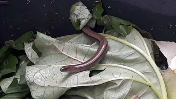 Diese Blindschleiche war versehentlich in der Biotonne gelandet. - &copy; Feuerwehr Schieder-Schwalenberg