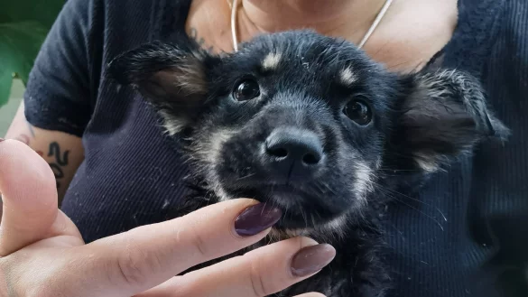 Auf dem Weg in eine neue Zukunft: Die kleine H&uuml;ndin geh&ouml;rt zu den Welpen, die Katrin Sander in einem verlassenen Haus fand. - &copy; Katrin Sander