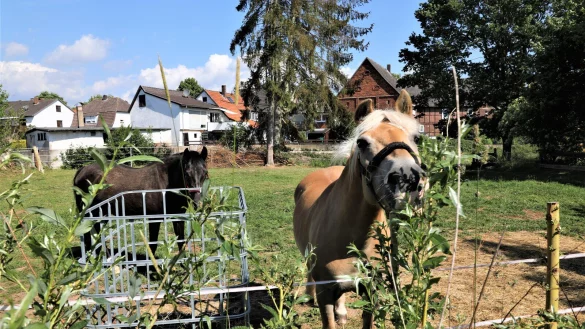 Die beiden Stuten sind &uuml;ber 20 Jahre alt und sollen an der Twiste ihr Gnadenbrot bekommen. - &copy; Simone Fl&ouml;rke