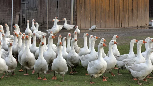 Weihnachtg&auml;nse in Herford - sieben Monate verbringen die Tiere auf der Weide. - &copy; Frank-Michael Kiel-Steinkamp