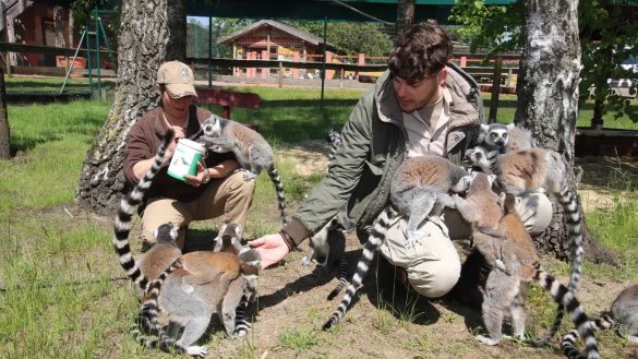 Die Kattas sind jetzt in ihrem Freigehege. M&uuml;tter tragen ihre Jungtiere auf dem R&uuml;cken. Mit Rosinen lassen sich die Halbaffen besonders gut anlocken. Besucher d&uuml;rfen sie aber nicht f&uuml;ttern und m&uuml;ssen drau&szlig;en bleiben. - &copy; Sigurd Gringel