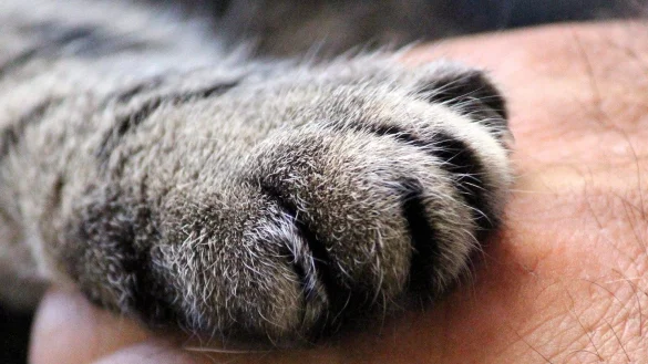 Die &uuml;berlebenden K&auml;tzchen suchen einen netten Menschen, der sich um sie k&uuml;mmert. - &copy; (Symbolbild): Pixabay