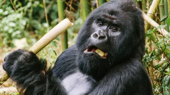 Verlust des Lebensraums der Menschenaffen in Afrika - &copy; Foto: Philipp Laage/dpa-tmn/dpa