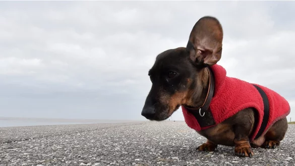 Ohren auf! - &copy; Foto: Carmen Jaspersen/dpa