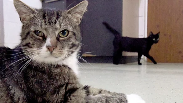 Kater - &copy; Foto: Carsten Rehder/dpa