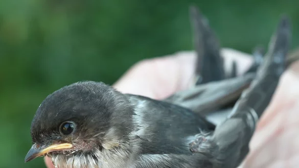- &copy; Bernd Settnik/dpa-Zentralbild/dpa-tmn/Archivbild