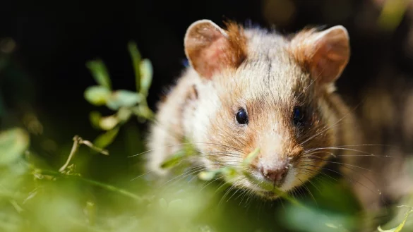 Feldhamster - &copy; Foto: Uwe Anspach/dpa