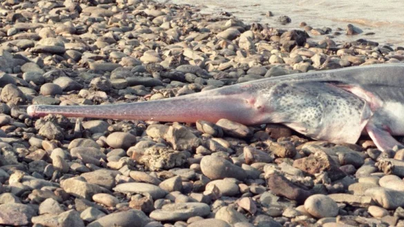 Schwertst&ouml;rs - &copy; Foto: Qiwei Wei/Yangtze River Fisheries Research Institute/dpa
