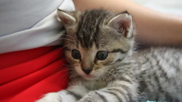 Impfung nicht n&ouml;tig - &copy; Foto: Philipp Brandst&auml;dter/dpa