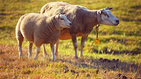 Symbolbild Schafe - &copy; Pixabay