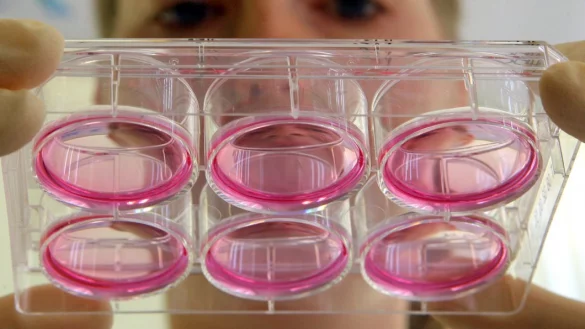 In der Firma probiodrug mbH in Halle (Saale) kontrolliert Doktorantin 
Kathrin Gans in einem Labor f&uuml;r Zellbiologie eine Gewebekultur. - &copy; picture-alliance/ dpa