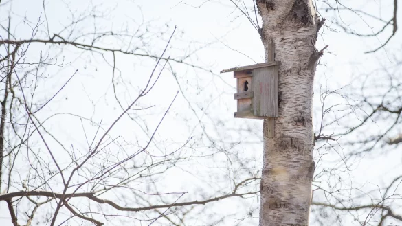 Nistkasten - &copy; Foto: Friso Gentsch/dpa/dpa-tmn