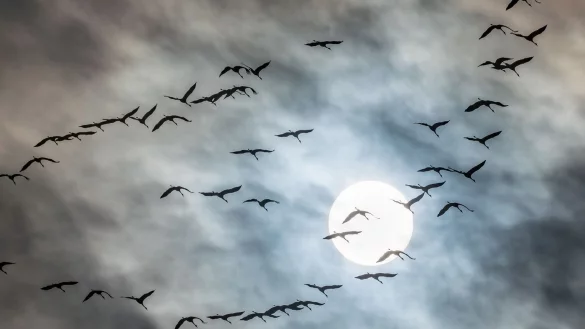 Zugv&ouml;gel - &copy; Foto: Frank Rumpenhorst/dpa