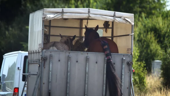 Pferde im Anh&auml;nger - &copy; Foto: Karl-Josef Hildenbrand/dpa