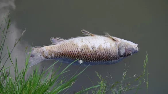 Seekrug-Wirt Christian Schulz sieht als größte Gefahr für die Fische das Absterben der Algen im Obersee. - © Pixabay