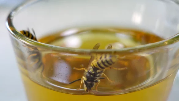 Wespen im Getr&auml;nk - &copy; Foto: Andrea Warnecke/dpa-tmn